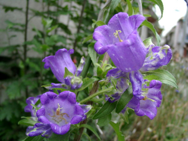  Image name: campanula medium4.jpg 
 width: 600 pixel 
 height: 450 pixel 
 Size: 60917 bytes 
 Click to enlarge 